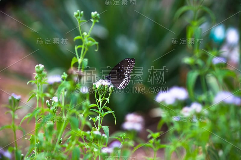 普通的乌鸦蝴蝶坐在花上喝花蜜