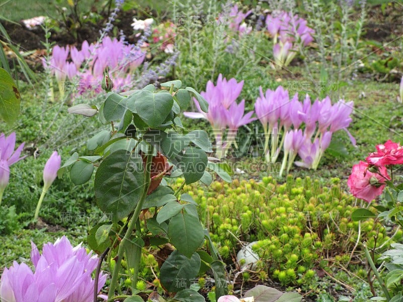 2019年伊丽莎白女王公园玫瑰花园的秋季花坛