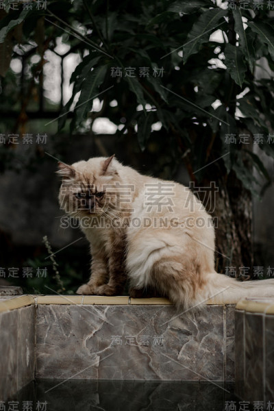可爱的公猫