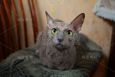 室内的猫