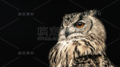 半侧面的角猫头鹰的全景照片