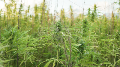 在户外大麻农场种植大麻