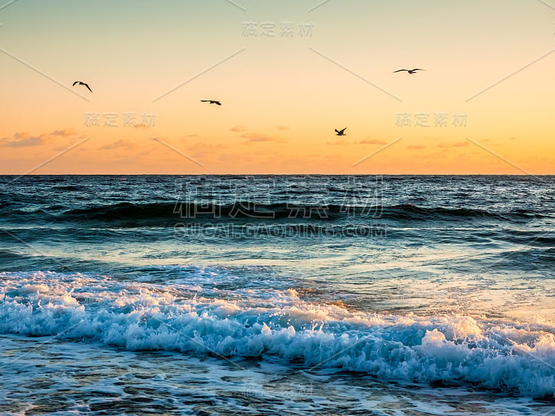 清晨的海浪上寻找鱼的海鸥