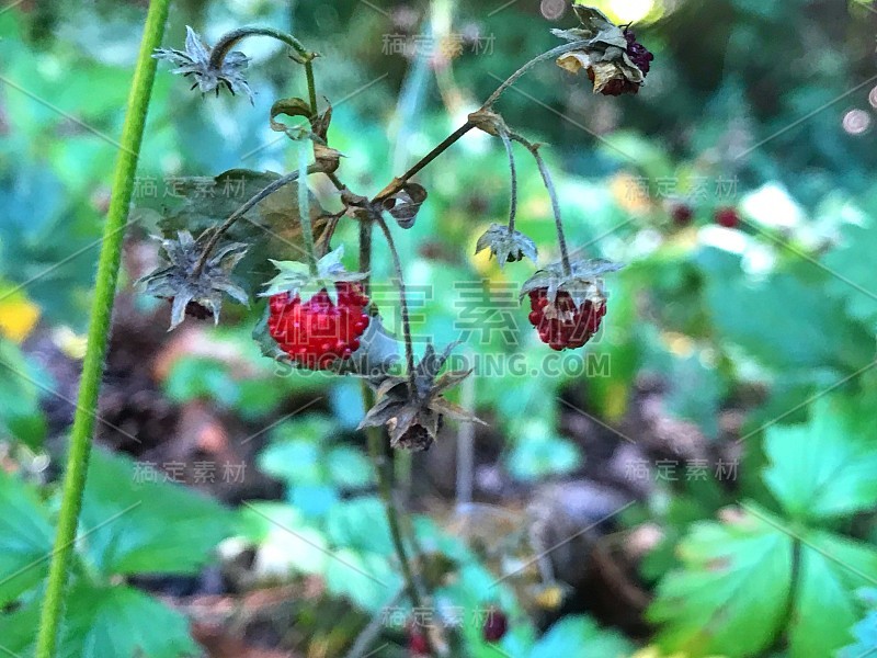 森林野生草莓