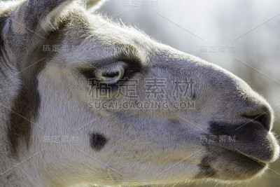 奇怪的美洲驼眼睛