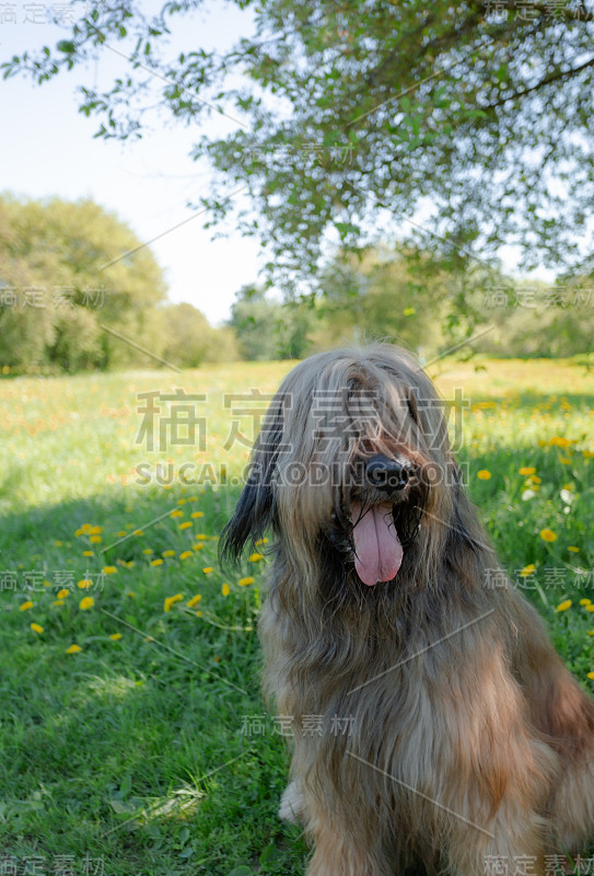 一只红色的牧羊犬，荆棘正在春天的草地上玩耍。