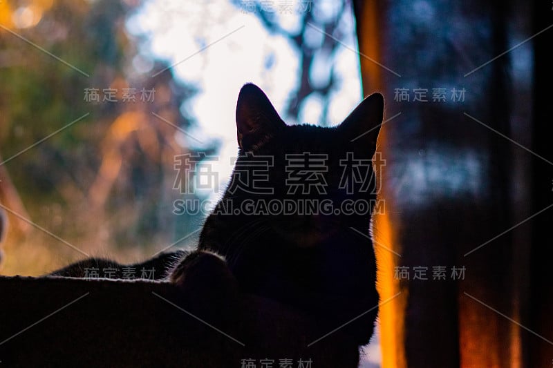 明星猫剪影