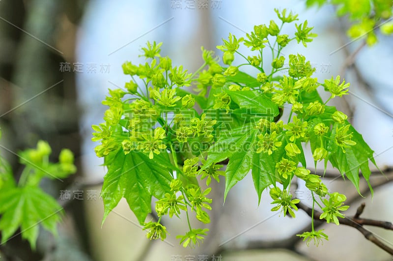 开花枫分支。花枫。