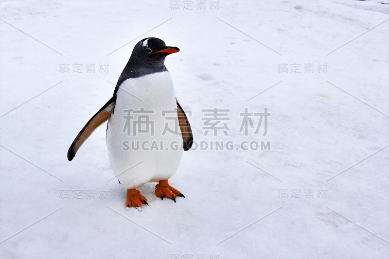 ペンギンのお散歩