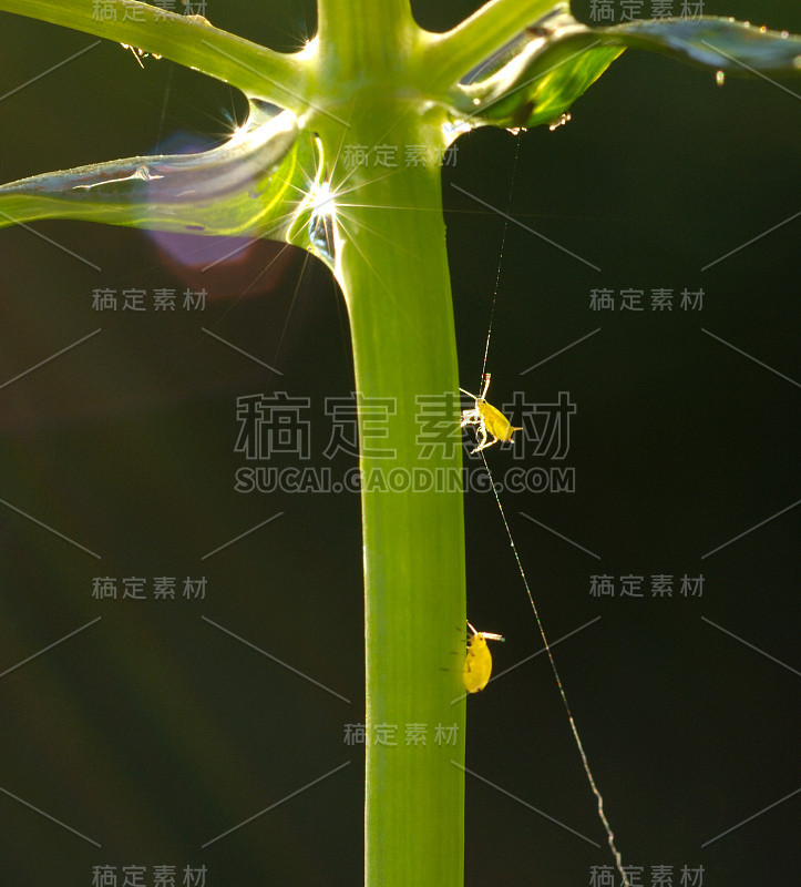 植物上的虫子