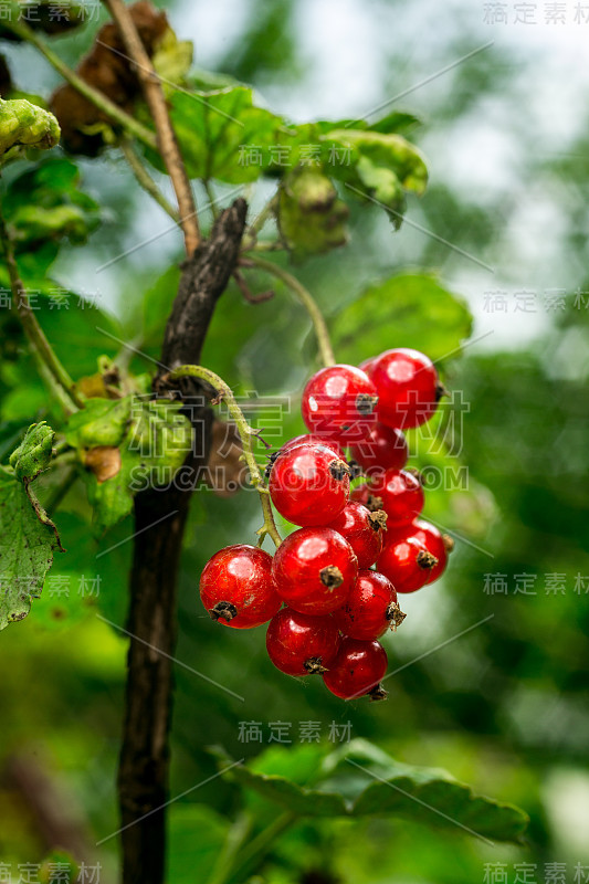 一丛生长在花园里的红醋栗。红醋栗的背景。成熟的红醋栗特写作为背景。收获成熟的红醋栗浆果。夏天收获