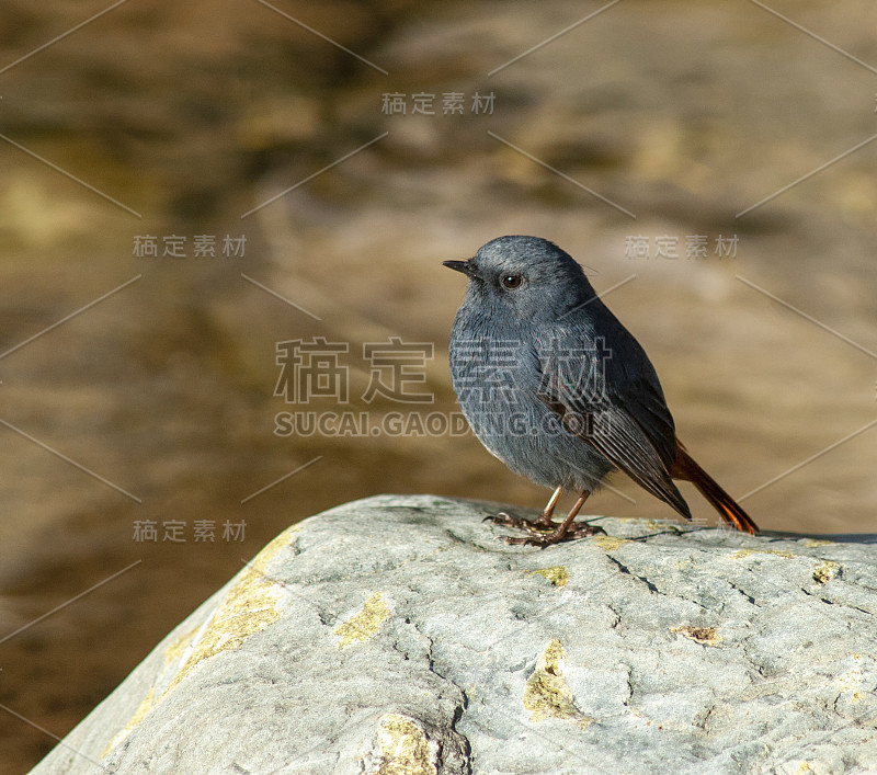 栖息水红鸲(Rhyacornis fuliginosa)