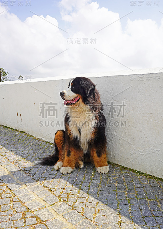 伯恩斯山地犬坐在白墙附近，远离镜头。