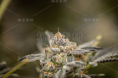 室内商业大麻种植和收获