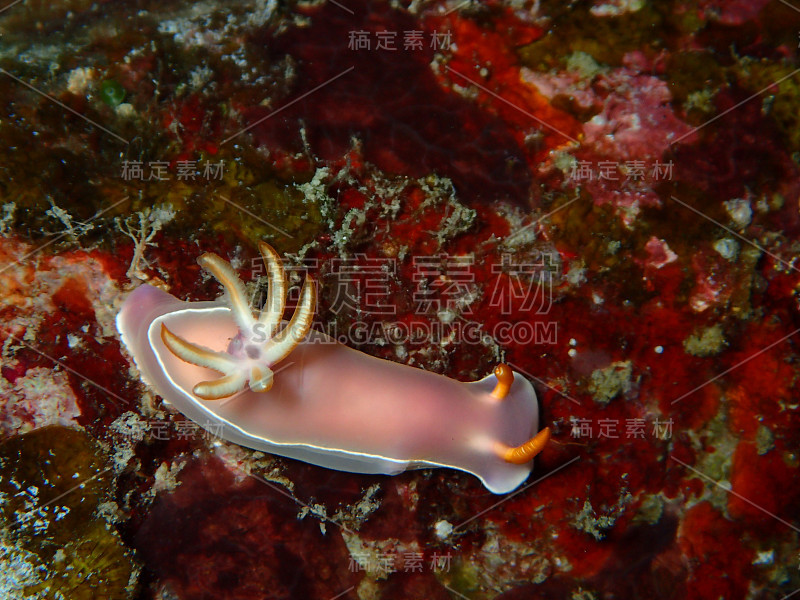 hypselodoris bullockii裸鳃亚目动物