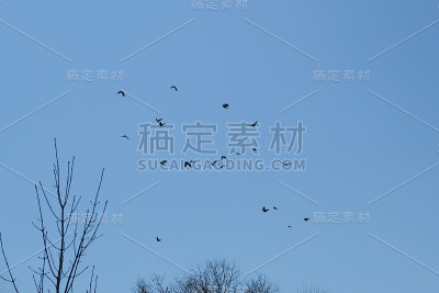 一群鸟在飞翔