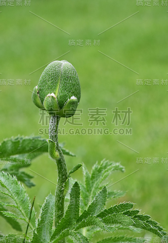 一个罂粟花蕾在绿色的草地上