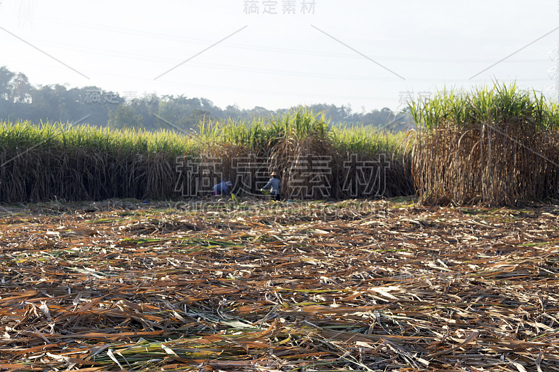 农民在收获季节收割甘蔗