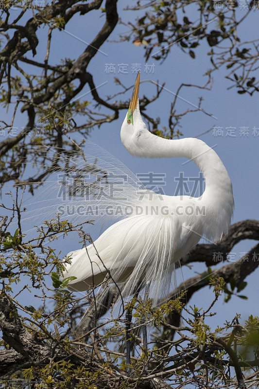 大白鹭