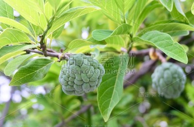 新鲜的番荔枝果实在树枝上