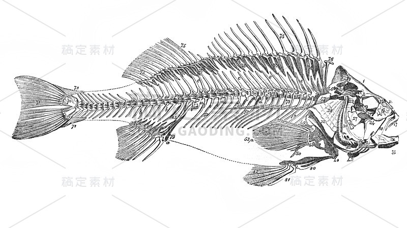 鲈鱼的骨架插图在《大英百科全书》，第12卷，作者C.布莱克，1881年，爱丁堡