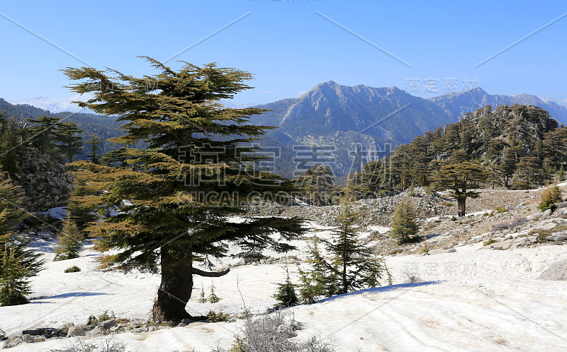 山谷中高大的雪松