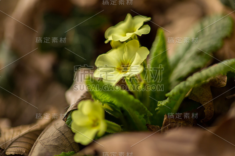 美丽的野生报春花，森林里的报春花，在一个阳光明媚的春天