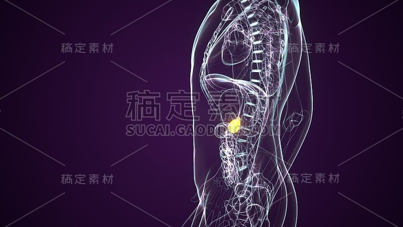 胆囊的3d渲染医学精确的插图