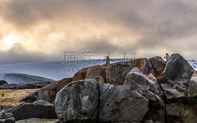 在南极半岛彼得曼岛，一对巴布亚企鹅躲在岩石中，背景是冰川