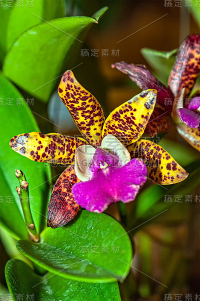 奇异的兰花。特写热带金黄色的兰花花瓣与红色斑点。