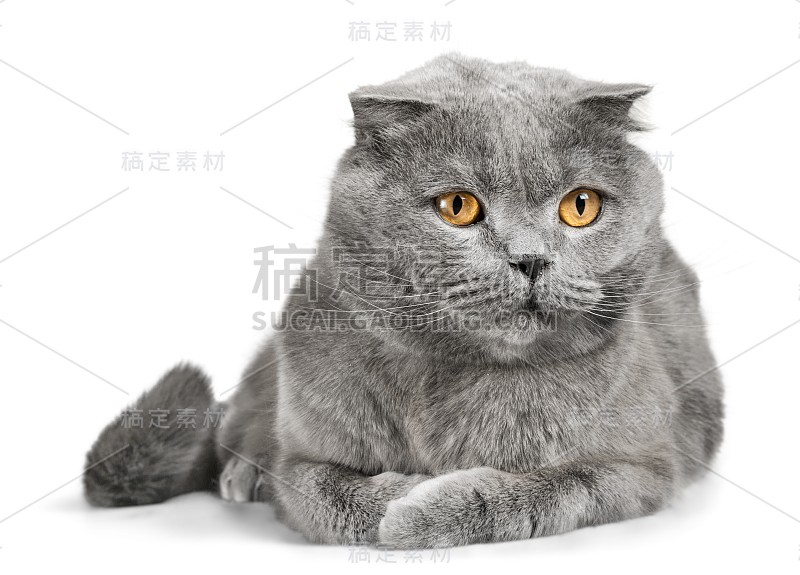 猫。
