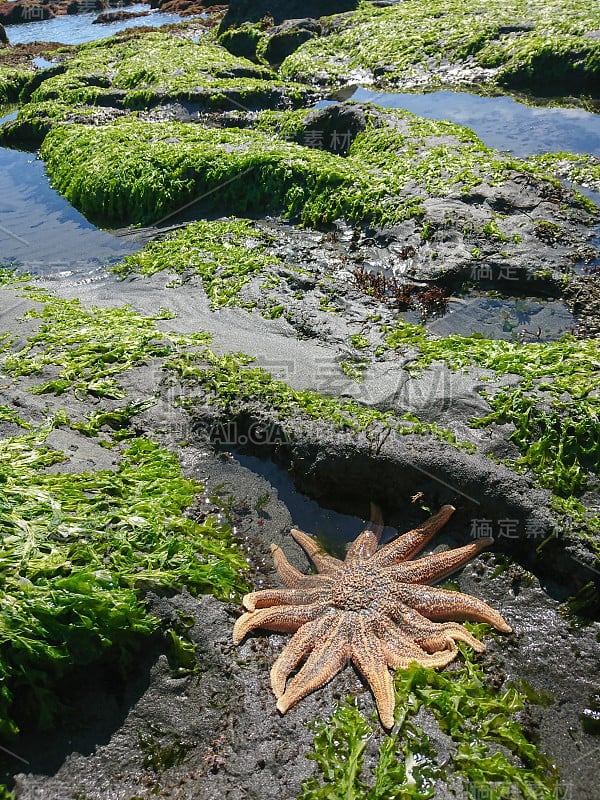 海星在绿色的珊瑚滩上