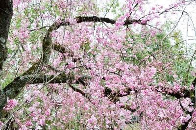 樱花