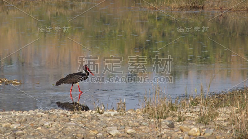 尼泊尔巴迪亚的黑鹳鸟