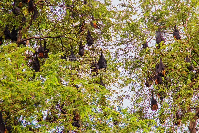 在泰国曼谷的Wat Po，泰国差春骚，用泰语说的Lyle's flying fox, Pteropu