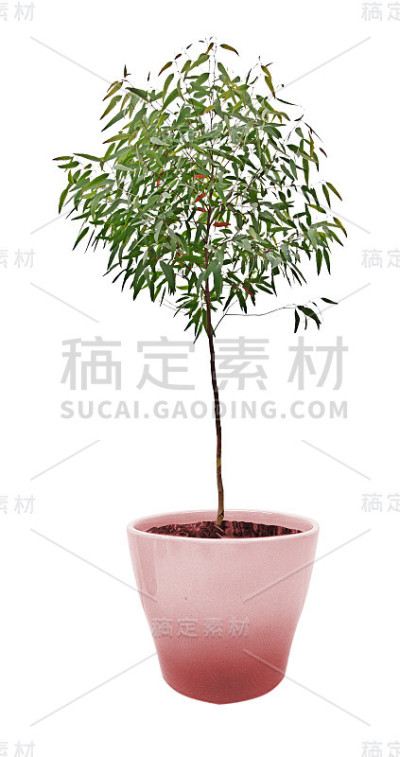 树在锅