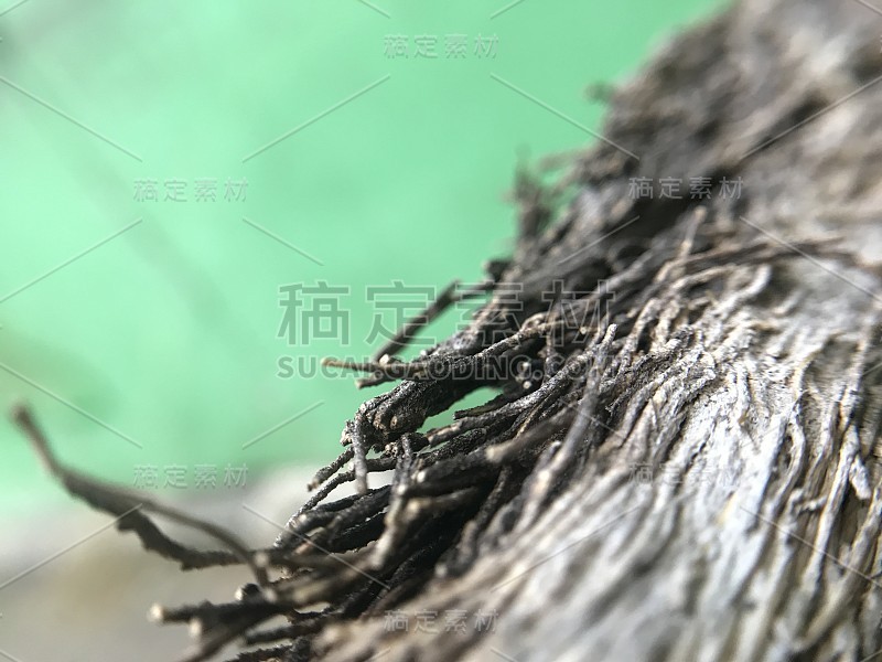 木