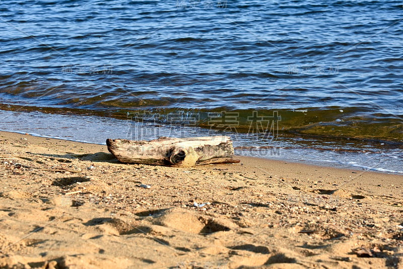 海滩上的浮木