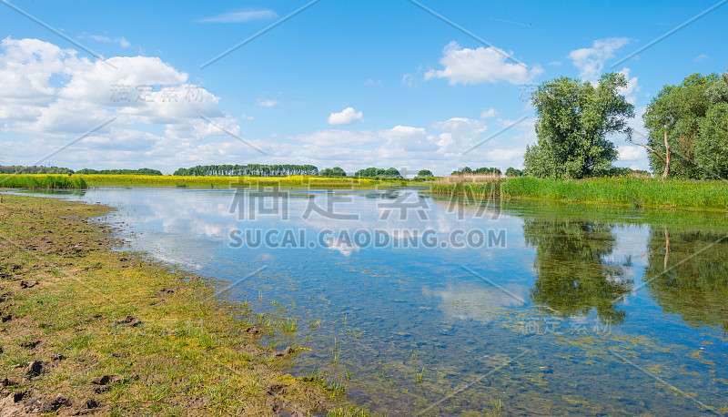 夏天在湿地的湖岸