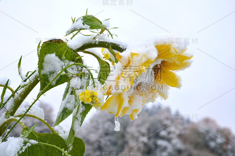 萨尔兹卡默格特的一株秋日白雪覆盖的向日葵