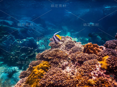 海洋中的热带水下生物。泰国