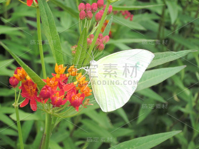 黄蝴蝶在吮吸花蜜
