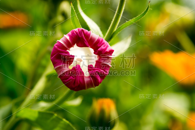 盛开的花与白色粉红色的花瓣在一个明亮的颜色的背景。宏。