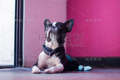 狗