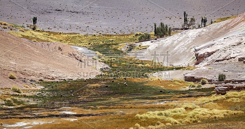 阿根廷阿塔卡马Puna de Atacama的Antofalla火山带的Botijuela间歇泉的景