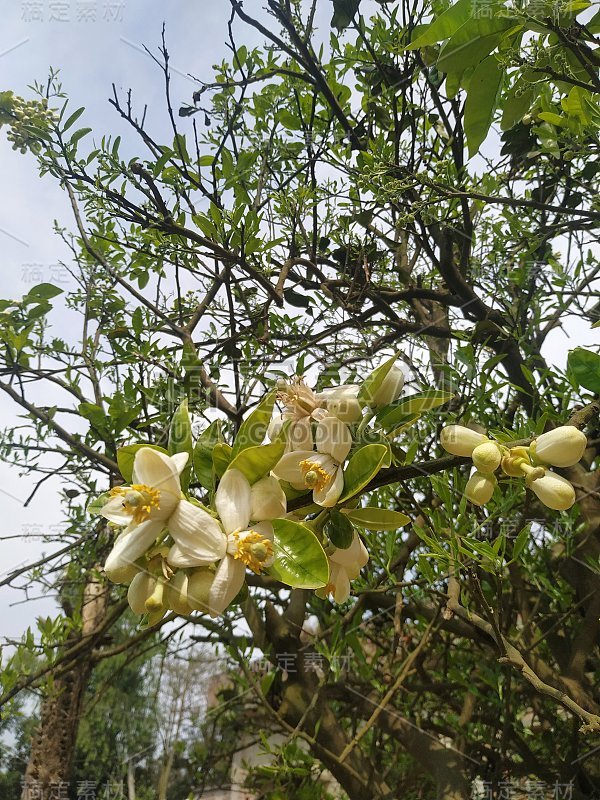 柠檬树枝芽开花背景为美丽的春花盛开的清新有机季节概念。