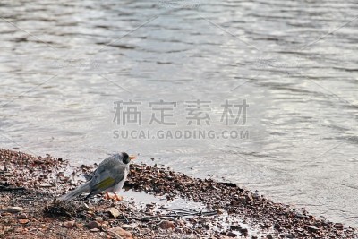 澳大利亚艾尔登湖上的鸟