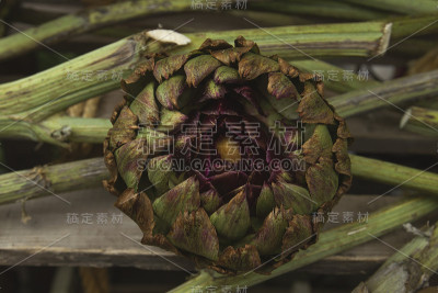洋蓟头状花序