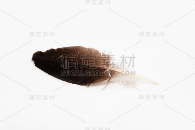 羽毛
