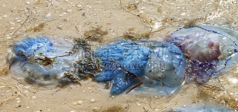 风暴过后，海蜇死在沙滩上